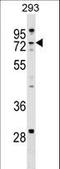 Zinc Finger CCHC-Type Containing 8 antibody, LS-C157400, Lifespan Biosciences, Western Blot image 