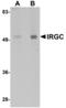 Immunity Related GTPase Cinema antibody, A14937, Boster Biological Technology, Western Blot image 