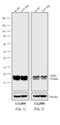 Mouse IgG antibody, PA1-28749, Invitrogen Antibodies, Western Blot image 
