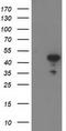 Aminoacylase 1 antibody, TA503250, Origene, Western Blot image 