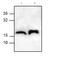 Fission, Mitochondrial 1 antibody, ab71498, Abcam, Western Blot image 