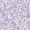 Defensin Alpha 1B antibody, HPA052517, Atlas Antibodies, Immunohistochemistry frozen image 
