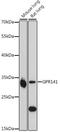 G Protein-Coupled Receptor 141 antibody, 16-482, ProSci, Western Blot image 
