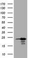 Visinin Like 1 antibody, TA801992BM, Origene, Western Blot image 