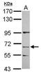 Kelch Like Family Member 13 antibody, GTX120610, GeneTex, Western Blot image 