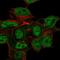 CSPG5 antibody, HPA049529, Atlas Antibodies, Immunofluorescence image 