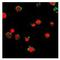 Formyl Peptide Receptor 2 antibody, LS-C66268, Lifespan Biosciences, Immunofluorescence image 
