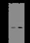 Protein Phosphatase 1 Regulatory Subunit 27 antibody, 205549-T32, Sino Biological, Western Blot image 