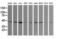 Calreticulin 3 antibody, LS-C174564, Lifespan Biosciences, Western Blot image 