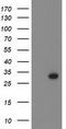 BCL10 Immune Signaling Adaptor antibody, TA502233BM, Origene, Western Blot image 