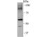 Sec23 Homolog A, Coat Complex II Component antibody, NBP2-75428, Novus Biologicals, Western Blot image 