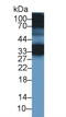 Protein CREG1 antibody, LS-C696765, Lifespan Biosciences, Western Blot image 
