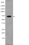 ShcA antibody, abx218574, Abbexa, Western Blot image 