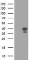 Decapping Enzyme, Scavenger antibody, TA505420AM, Origene, Western Blot image 