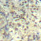 p18 antibody, TA333182, Origene, Immunohistochemistry frozen image 