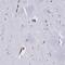 Echinoderm microtubule-associated protein-like 1 antibody, NBP2-38601, Novus Biologicals, Immunohistochemistry frozen image 