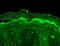 Potassium voltage-gated channel subfamily C member 4 antibody, MA5-27682, Invitrogen Antibodies, Immunohistochemistry frozen image 