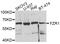 Fizzy And Cell Division Cycle 20 Related 1 antibody, STJ27496, St John