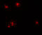 C-C Motif Chemokine Ligand 2 antibody, 7201, ProSci, Immunofluorescence image 