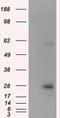 Potassium Channel Tetramerization Domain Containing 5 antibody, TA501035AM, Origene, Western Blot image 