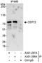 Centrosomal Protein 72 antibody, A301-298A, Bethyl Labs, Immunoprecipitation image 
