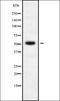 Serine/threonine-protein kinase 38-like antibody, orb338681, Biorbyt, Western Blot image 
