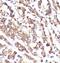 SBP1 antibody, FNab10530, FineTest, Immunohistochemistry paraffin image 
