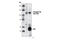 RB Transcriptional Corepressor 1 antibody, 3590S, Cell Signaling Technology, Immunoprecipitation image 