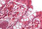 Small G Protein Signaling Modulator 2 antibody, MBS248346, MyBioSource, Immunohistochemistry frozen image 