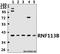 Ring Finger Protein 113B antibody, A18242-1, Boster Biological Technology, Western Blot image 
