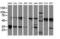 Non-Homologous End Joining Factor 1 antibody, LS-C337190, Lifespan Biosciences, Western Blot image 
