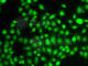 Thioredoxin Like 4B antibody, A7114, ABclonal Technology, Immunofluorescence image 