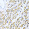 Mesencephalic Astrocyte Derived Neurotrophic Factor antibody, abx005306, Abbexa, Western Blot image 