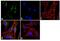ATP Synthase F1 Subunit Beta antibody, A-21351, Invitrogen Antibodies, Immunofluorescence image 