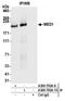 Mediator of RNA polymerase II transcription subunit 1 antibody, A300-793A, Bethyl Labs, Immunoprecipitation image 