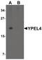 Yippee Like 4 antibody, PA5-34350, Invitrogen Antibodies, Western Blot image 