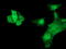 Heat shock protein beta-7 antibody, TA501310, Origene, Immunofluorescence image 