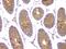 Interferon Gamma antibody, A00393-3, Boster Biological Technology, Immunohistochemistry paraffin image 