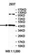 Putative protein PLEKHA9 antibody, orb78325, Biorbyt, Western Blot image 