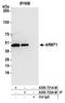 Acidic Residue Methyltransferase 1 antibody, A305-731A-M, Bethyl Labs, Immunoprecipitation image 