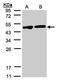 Creatine Kinase B antibody, PA5-21382, Invitrogen Antibodies, Western Blot image 