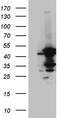 Acyl-CoA Dehydrogenase Medium Chain antibody, TA811769, Origene, Western Blot image 