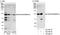 Kinesin-like protein KIF20A antibody, A300-879A, Bethyl Labs, Immunoprecipitation image 
