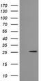 Mitochondrial Ribosomal Protein S34 antibody, TA505233S, Origene, Western Blot image 