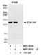 Serine/Threonine Kinase 11 Interacting Protein antibody, NBP1-30109, Novus Biologicals, Immunoprecipitation image 