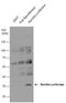 Renilla reniformis Luciferase antibody, NBP2-42914, Novus Biologicals, Western Blot image 