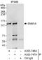 DNA Cross-Link Repair 1A antibody, A303-746A, Bethyl Labs, Immunoprecipitation image 