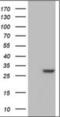 Gastric Inhibitory Polypeptide Receptor antibody, orb319090, Biorbyt, Western Blot image 