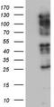 Zinc Finger E-Box Binding Homeobox 1 antibody, TA802336BM, Origene, Western Blot image 