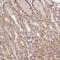Family With Sequence Similarity 192 Member A antibody, HPA054382, Atlas Antibodies, Immunohistochemistry frozen image 
